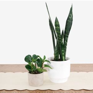 NEW IN BOX • Gathre Ivory Scallop Table Runner (6 foot)